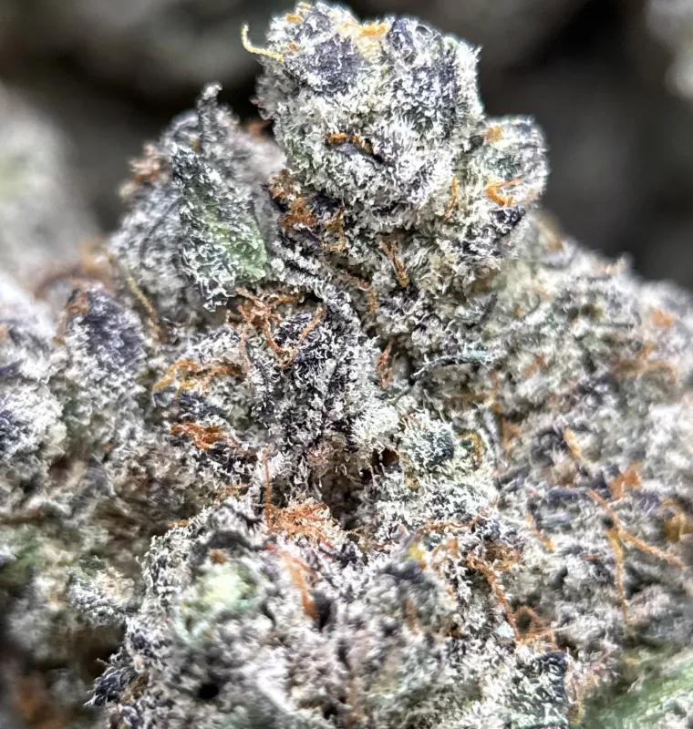 Amnesia Gold 6A+ photo 2