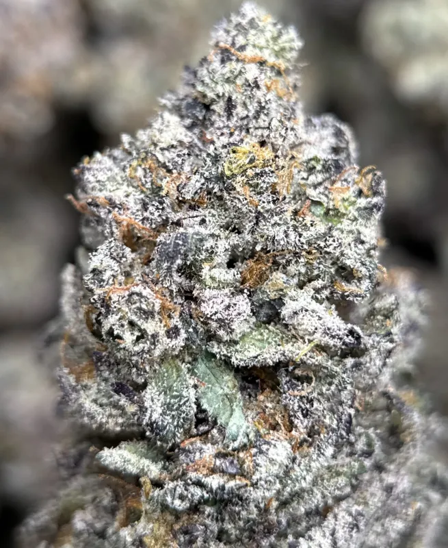 Amnesia Gold 6A+ photo 6
