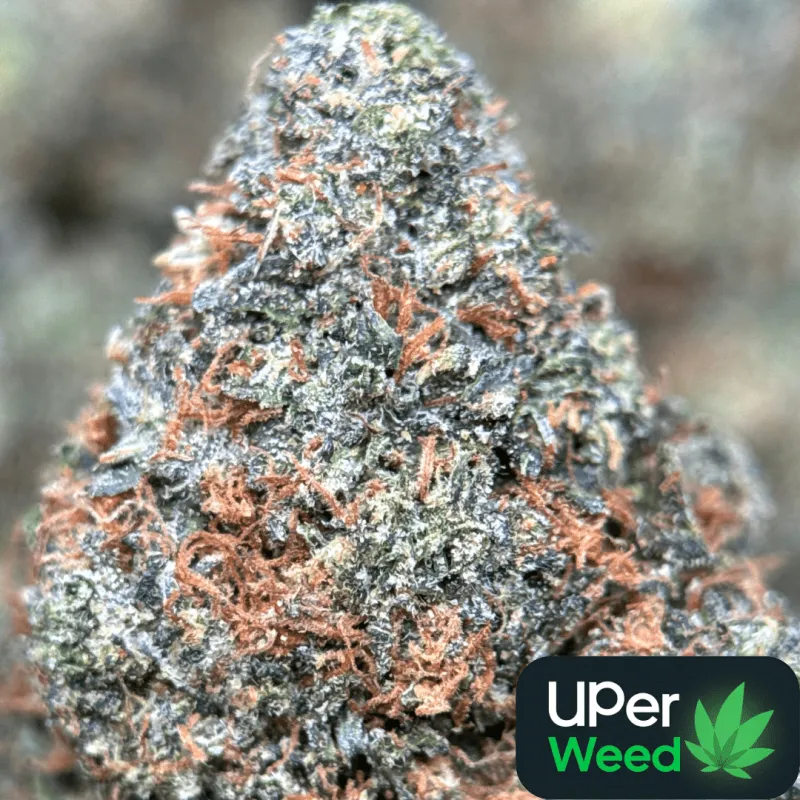 Astro Kush photo 2