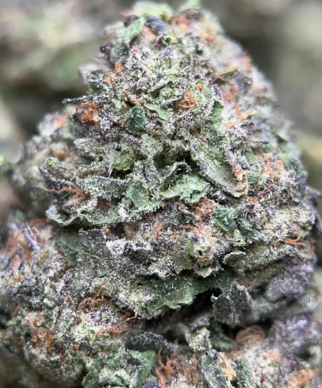 Astro Mints photo 7