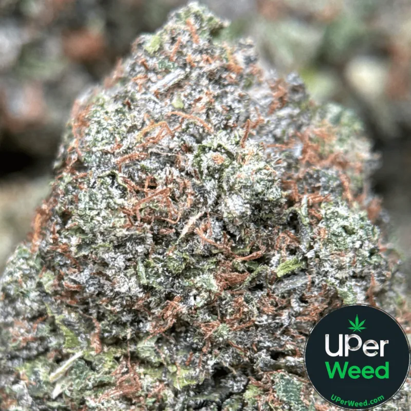 BC Pink Gas photo 4