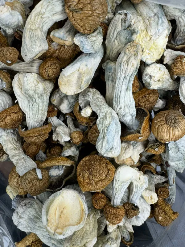 Almond Chocolate Bites Mushrooms photo 2