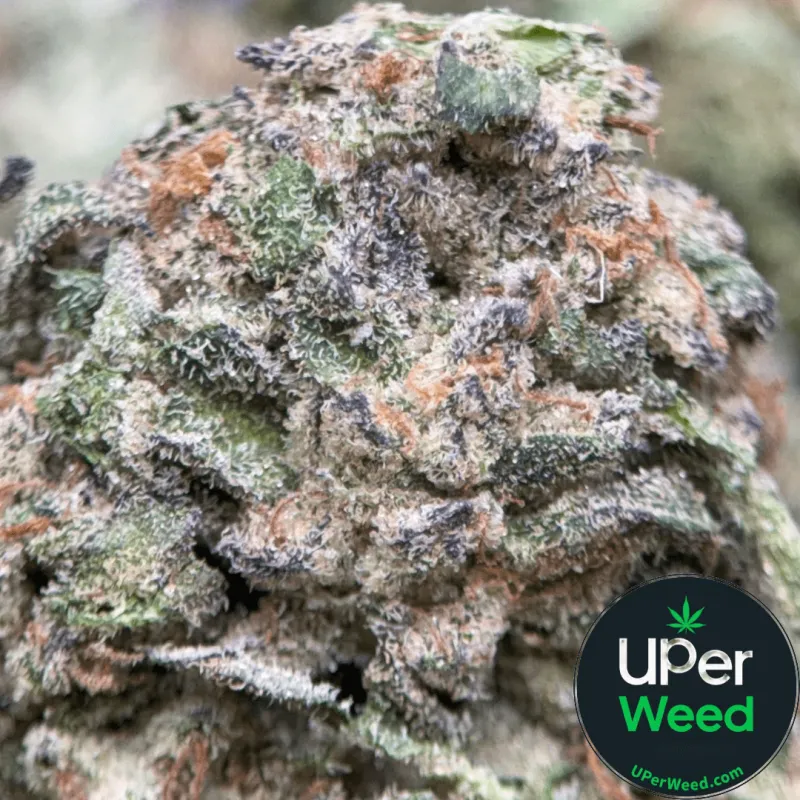 Pink Diesel photo 2