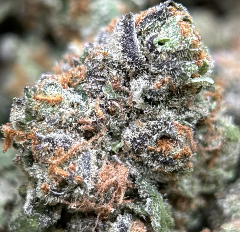 Purple Cookies Bomb photo 2