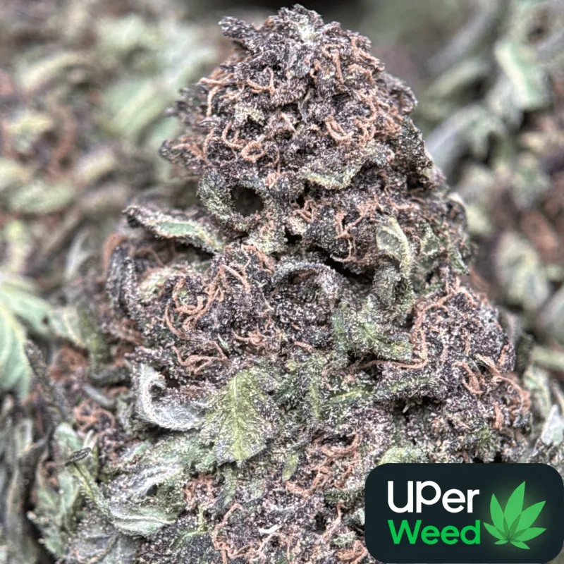 Purple Monster photo 2