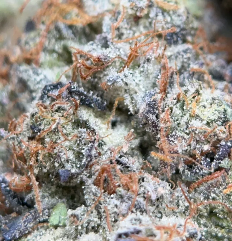 Thug Life 38.14% THC Indica Flower photo 2